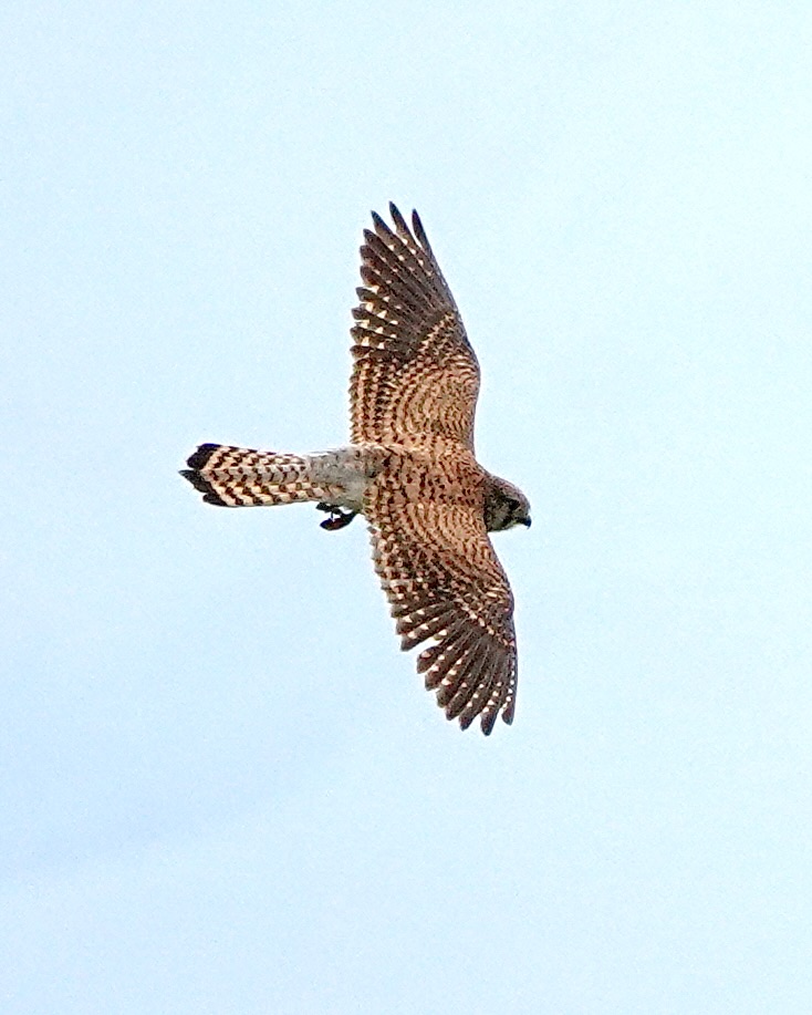 lesser kestrel